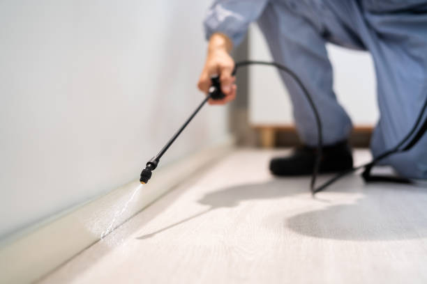 Licensed Wasp Removal service in Central Garage, VA - Show Me Pest Control